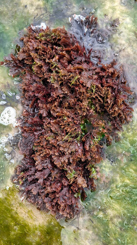 Alsidium seaforthii observed 2026-09-25