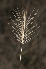 Taeniatherum