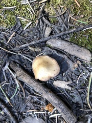 Baeospora occidentalis