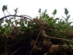 Stellaria vestita