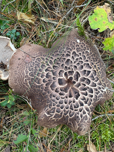 Scaly Tooth