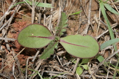 Crupina crupinastrum