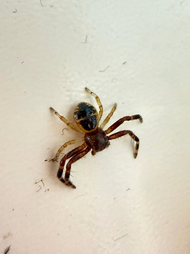 Napoleon Spider