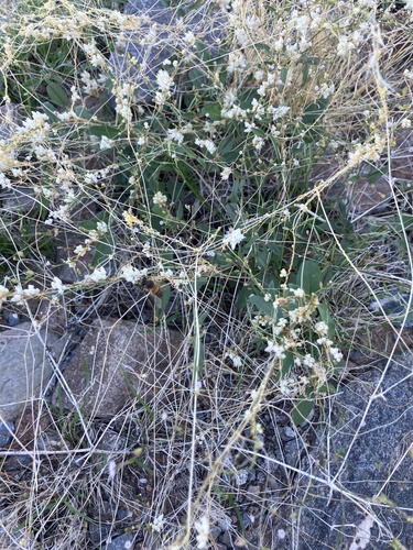 Tubercle Dodder
