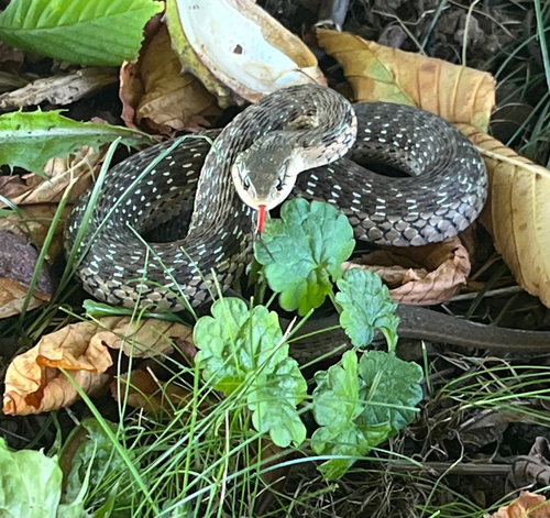 Common Garter Snake