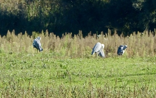 Grey Heron