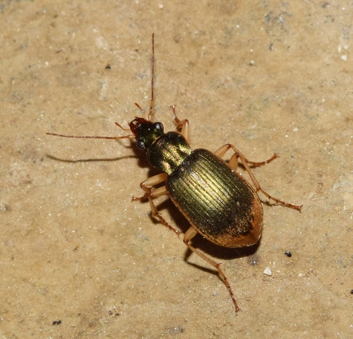 Chlaenius vestitus observed 2026-10-03
