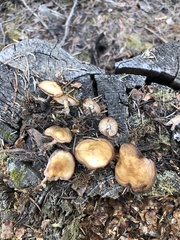 Baeospora occidentalis