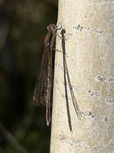 Common Winter Damselfly