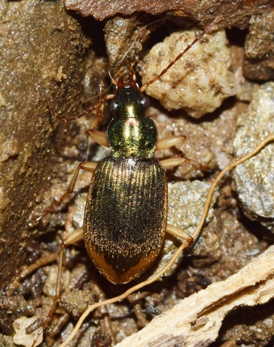 Chlaenius vestitus observed 2026-10-03
