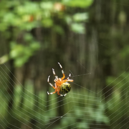 Marbled Orbweaver