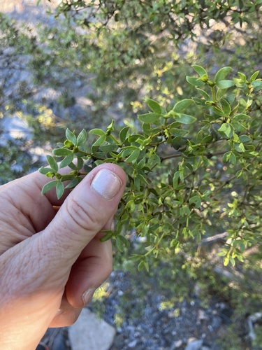 Creosote Bush