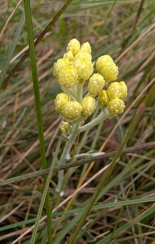 Dwarf Everlasting
