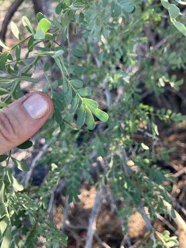 desert ironwood