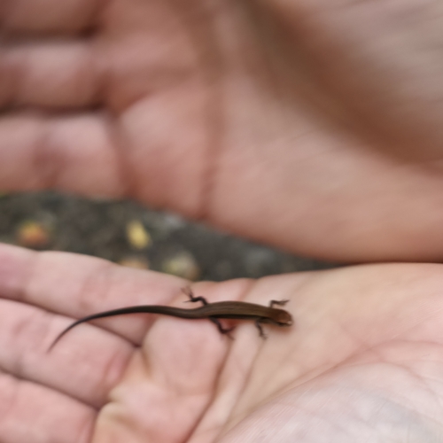 Little Brown Skink