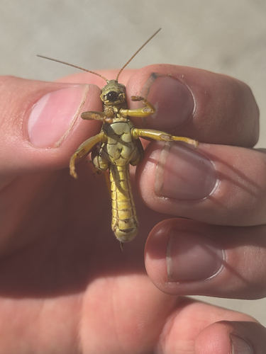 Differential Grasshopper