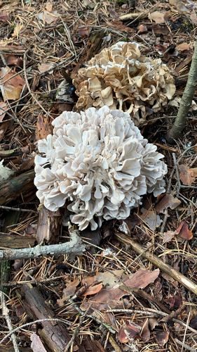 Sparassis brevipes