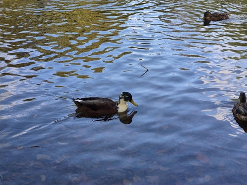 Mallard