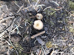 Baeospora occidentalis