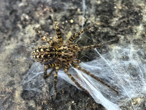 Tegenaria campestris
