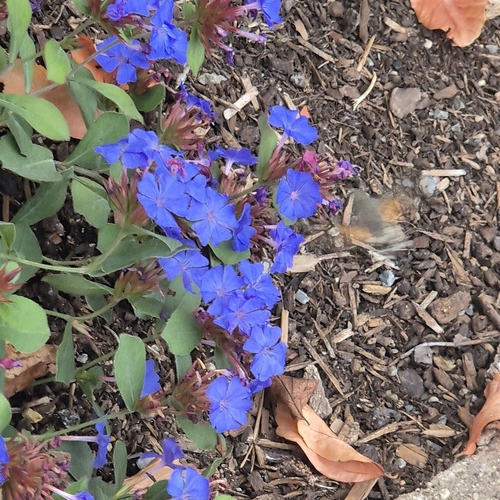 Eurasian Hummingbird Hawkmoth