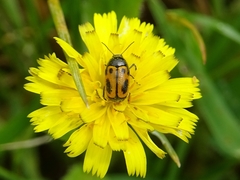 Cryptocephalus rugicollis