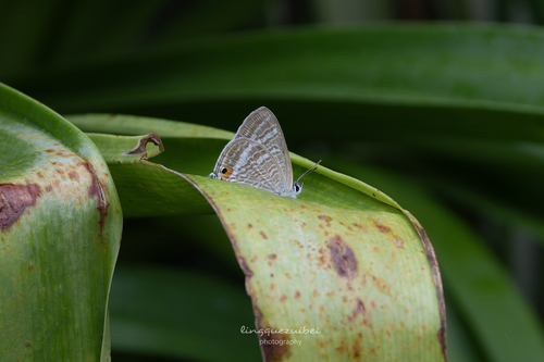 Pea Blue