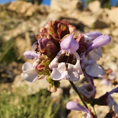 Salvia pomifera calycina