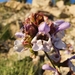 Salvia pomifera calycina - Photo (c) Dimitra Katsada,  זכויות יוצרים חלקיות (CC BY-NC), הועלה על ידי Dimitra Katsada