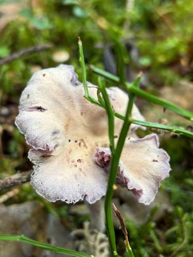 Amethyst Deceiver