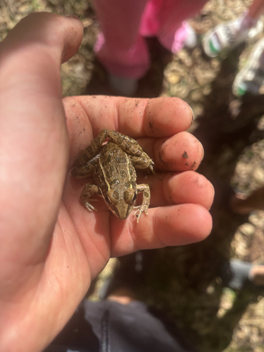 Southern Leopard Frog