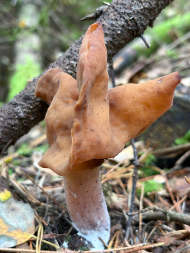 Saddle-shaped False Morel