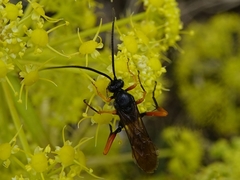 Thyrateles camelinus