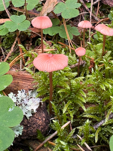 pink bonnet