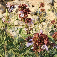 Salvia pomifera calycina