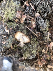 Baeospora occidentalis
