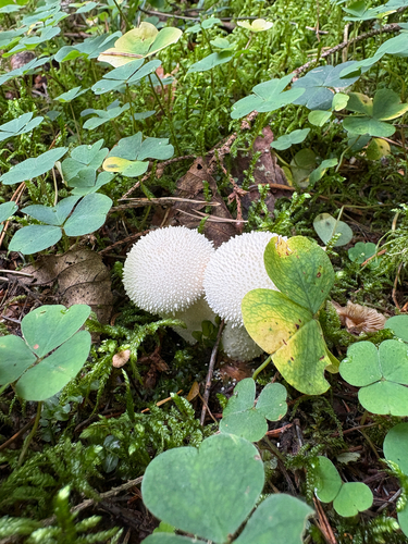 common puffball