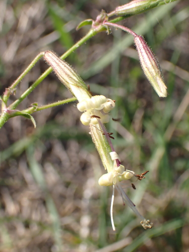 Nottingham Catchfly