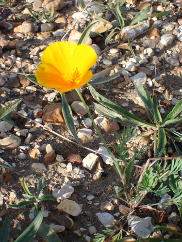 California poppy