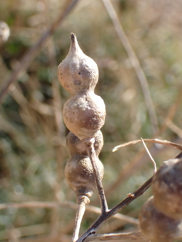 Mediterranean Radish