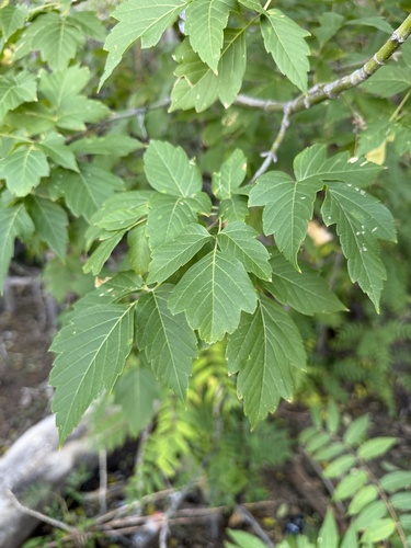 box elder