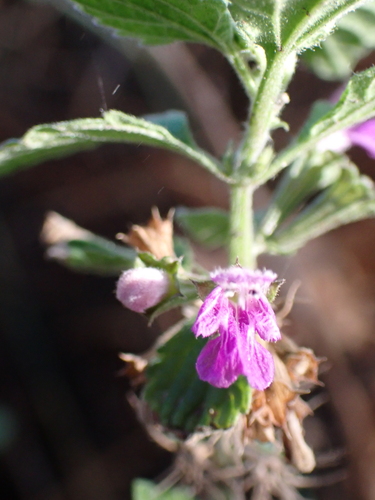 Black horehound