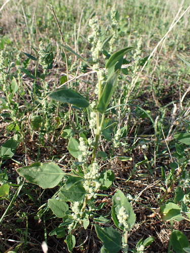 Common Lambsquarters
