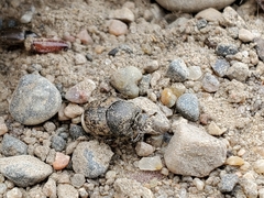 Onthophagus nuchicornis