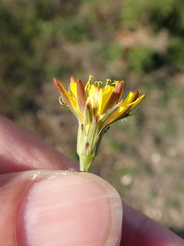 Common Cat's-ear
