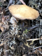 Baeospora occidentalis