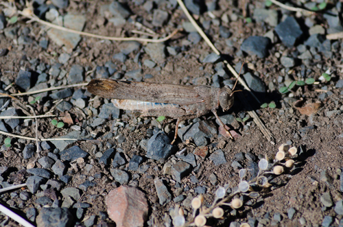 Carolina Grasshopper