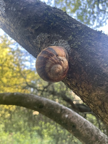Turkish Snail