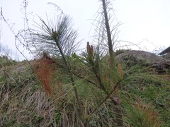 Pinus wallichiana