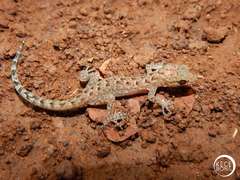 Cyrtodactylus